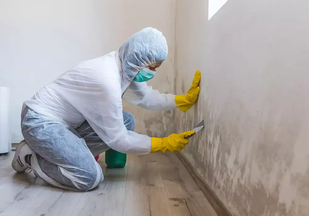 mold removal and disinfection
