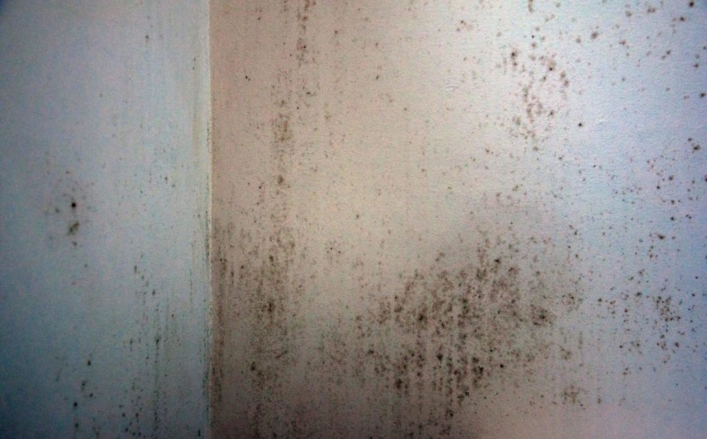 mold-in-corner