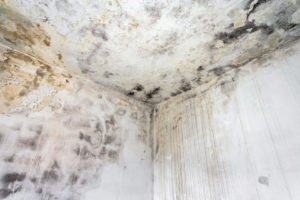 fungal mold on an interior wall 2021 12 09 04 46 58 utc