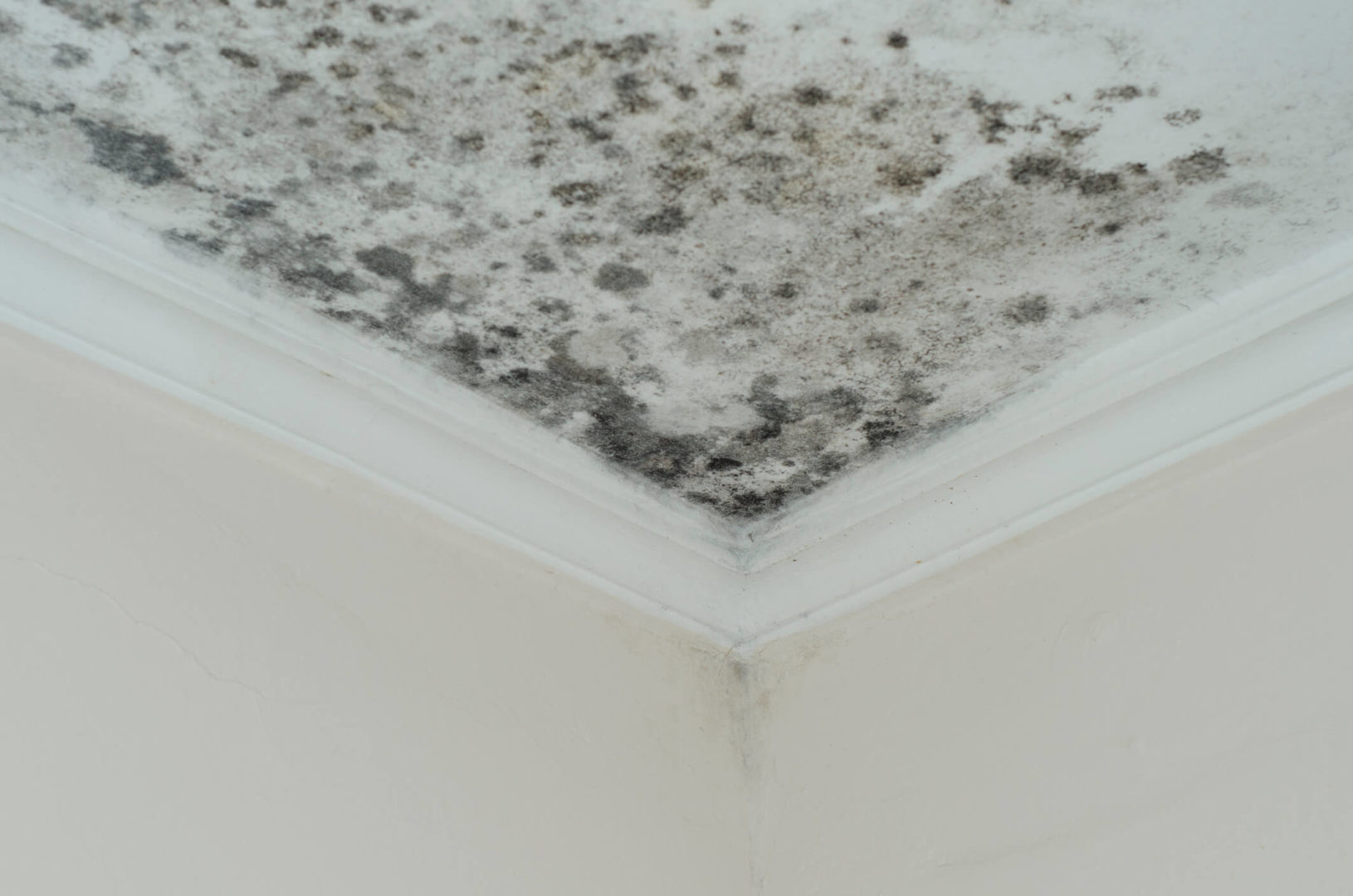 Mold remediation in Los Angeles