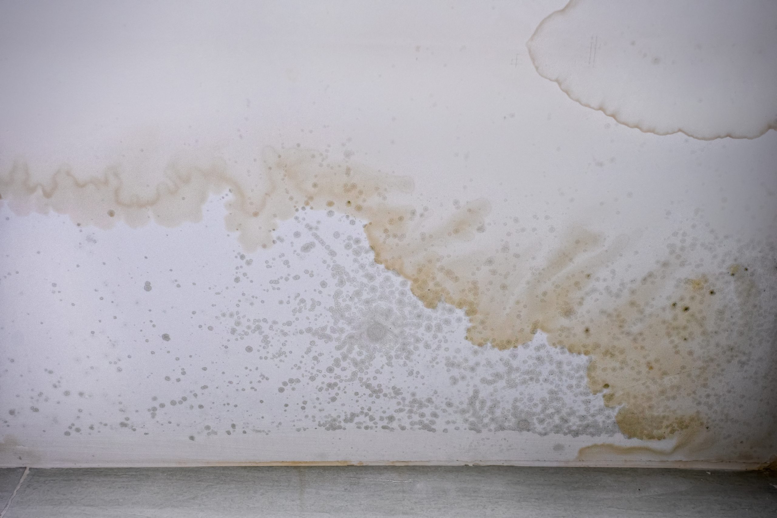 Mold on the ceiling.